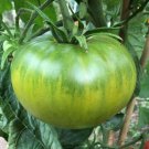 15 Tomato Aunt Ruby's Green Seeds - Vegetable Garden Fruit Seeds - Easy To Grow