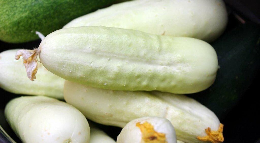 10 Cucumber Long White Seeds - Vegetable Garden Fruit Seeds - Easy To Grow