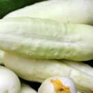 10 Cucumber Long White Seeds - Vegetable Garden Fruit Seeds - Easy To Grow