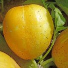 15 Cucumber Lemon Seeds - Vegetable Garden Fruit Seeds - Easy To Grow