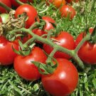 15 Tomato Tomme Toe Seeds - Vegetable Garden Fruit Seeds - Easy To Grow