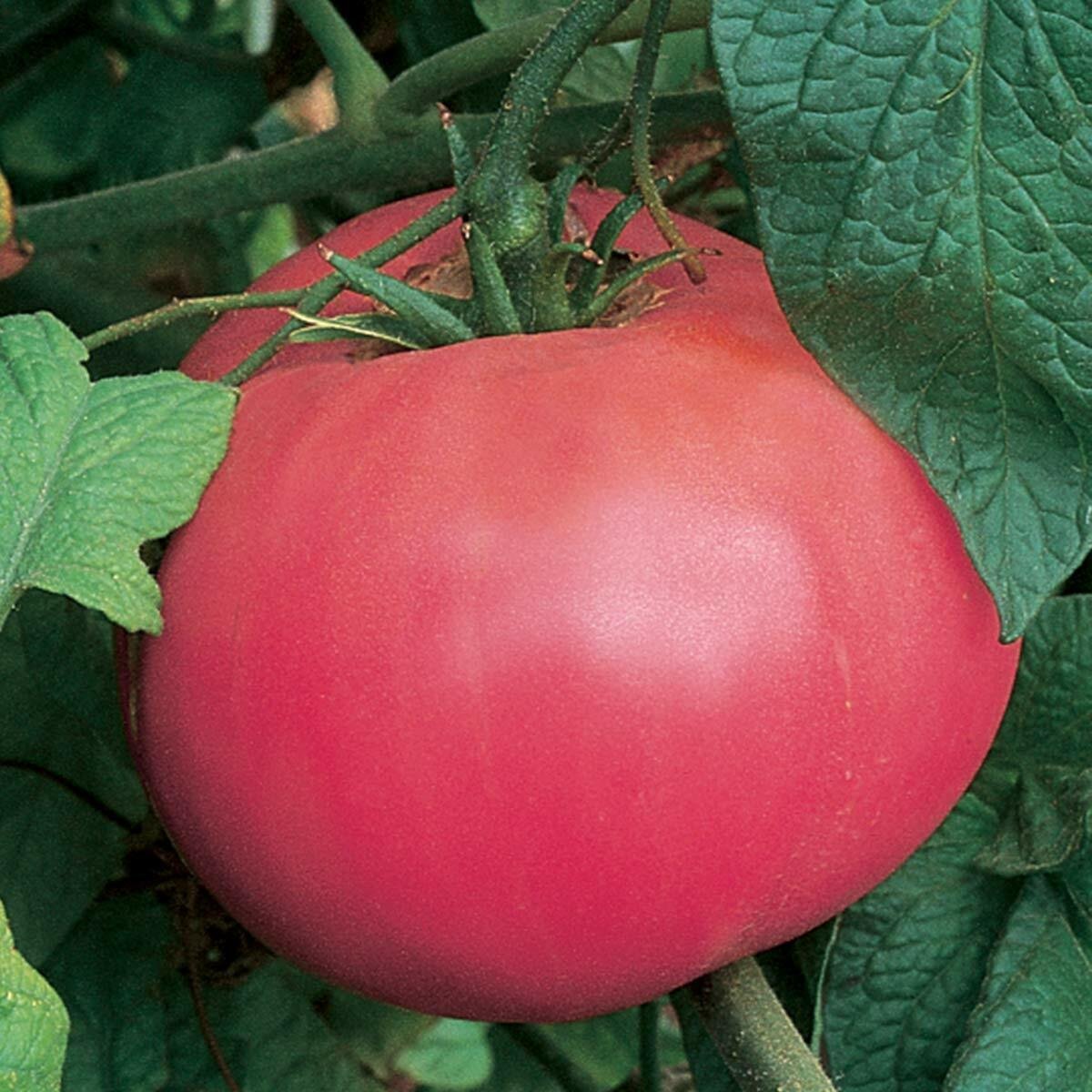 10 Tomato Brandywine Pink Seeds - Vegetable Garden Fruit Seeds - Easy To Grow