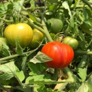 15 Tomato Tigerella Seeds - Vegetable Garden Fruit Seeds - Easy To Grow