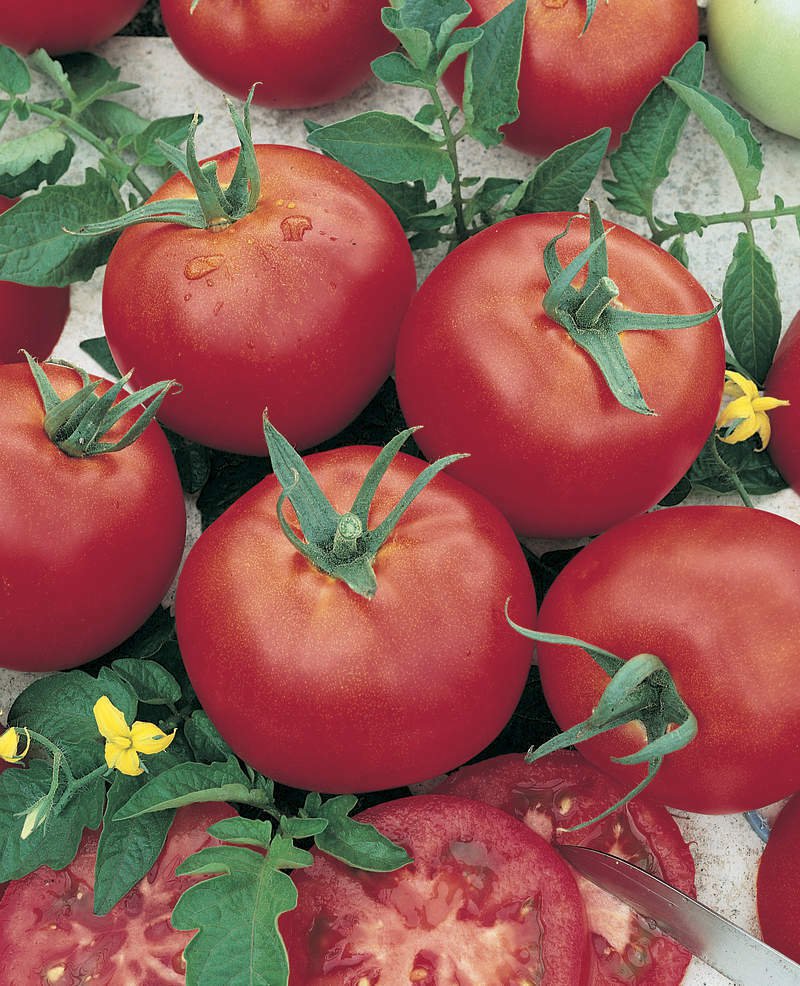15 Tomato Red Russian Seeds - Vegetable Garden Fruit Seeds - Easy To Grow