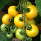 15 Tomato Golden Sunrise Seeds - Vegetable Garden Fruit Seeds - Easy To Grow