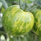 15 Tomato Green Zebra Seeds - Vegetable Garden Fruit Seeds - Easy To Grow