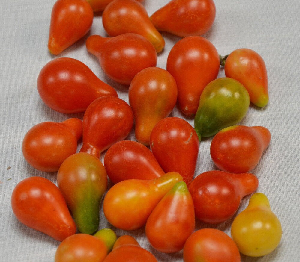 50 Tomato Red Fig Semi-Indeterminate Seeds - Vegetable Garden Fruit Seeds - Easy To Grow