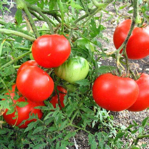 50 Tomato Silver fir tree Bush Seeds - Vegetable Garden Fruit Seeds - Easy To Grow