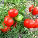 50 Tomato Silver fir tree Bush Seeds - Vegetable Garden Fruit Seeds - Easy To Grow