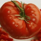 50 Tomato Burnley Bounty Seeds - Vegetable Garden Fruit Seeds - Easy To Grow