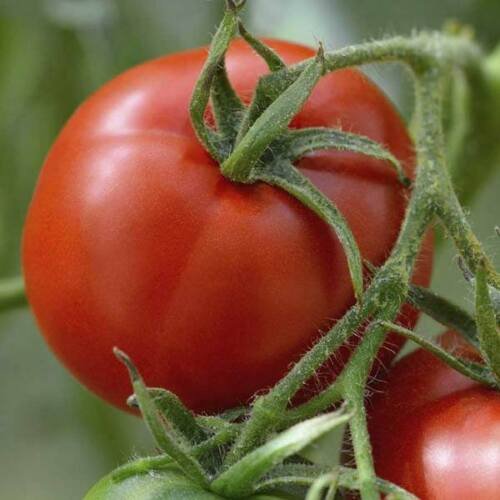 50 Tomato Graf Zeppelin Seeds - Vegetable Garden Fruit Seeds - Easy To Grow