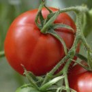 50 Tomato Graf Zeppelin Seeds - Vegetable Garden Fruit Seeds - Easy To Grow