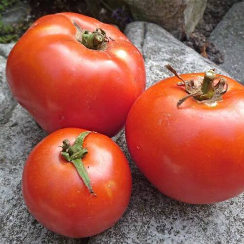 50 Tomato Indian River Seeds - Vegetable Garden Fruit Seeds - Easy To Grow