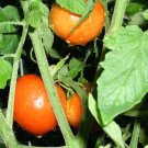 50 Tomato Manapal Seeds - Vegetable Garden Fruit Seeds - Easy To Grow