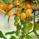 50 Tomato Tommy Toe Yellow Seeds - Vegetable Garden Fruit Seeds - Easy To Grow