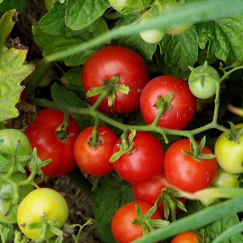 50 Tomato Camp Joy Cherry Seeds - Vegetable Garden Fruit Seeds - Easy To Grow