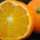 5 Mandarin Lime Citrus Seeds - Garden Fruit Seeds - Easy To Grow