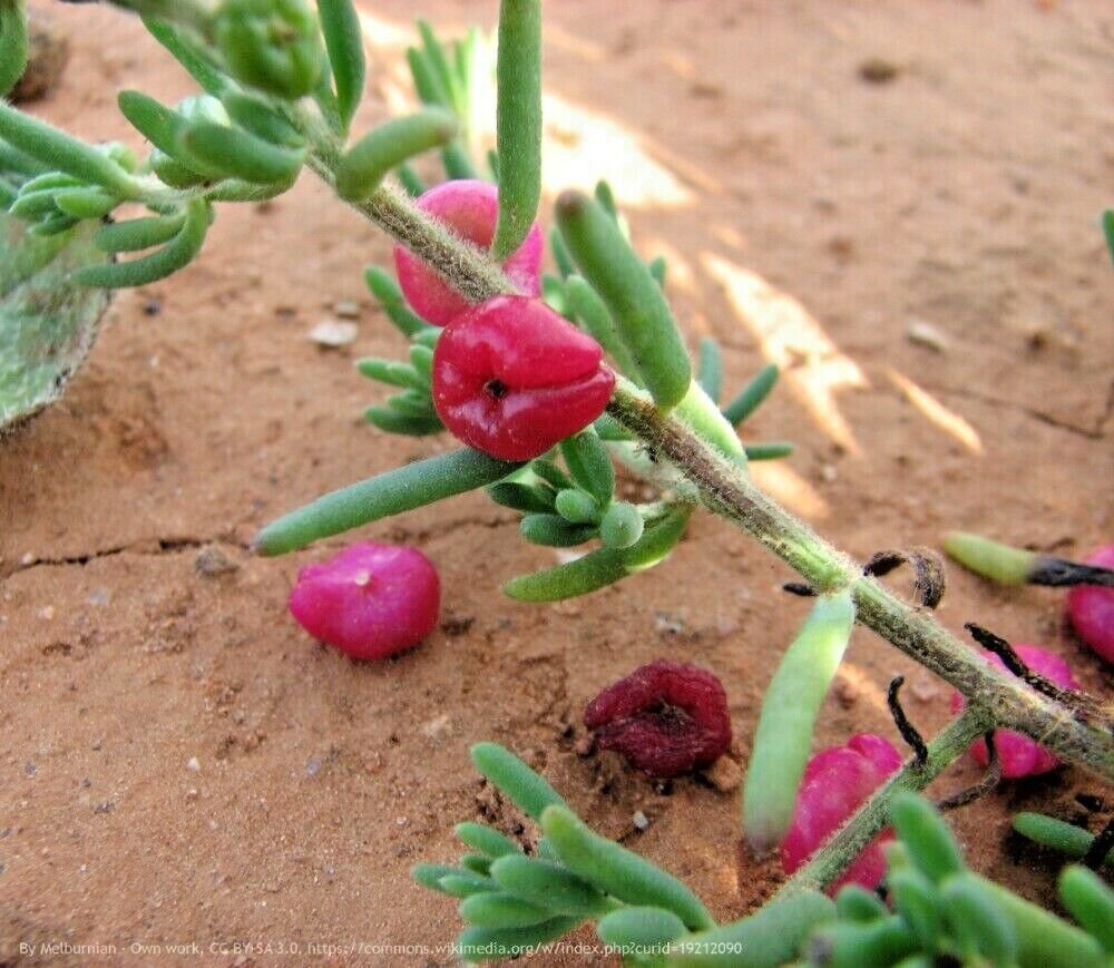 10 Ruby Salt Bush Fruit Seeds - Garden Fruit Seeds - Easy To Grow