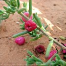 10 Ruby Salt Bush Fruit Seeds - Garden Fruit Seeds - Easy To Grow