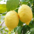 5 Eureka Lemon Citrus Fruit Seeds - Garden Fruit Seeds - Easy To Grow
