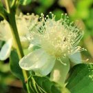 10 Wild Pink Lemon Guava Fruit Seeds - Garden Fruit Seeds - Easy To Grow