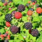 10 Wild Black Raspberry Fruit Seeds - Garden Fruit Seeds - Easy To Grow