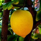 5 Lemonade Citrus Fruit Seeds - Garden Fruit Seeds - Easy To Grow
