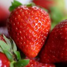 10 Wild Strawberry Fruit Seeds - Garden Fruit Seeds - Easy To Grow