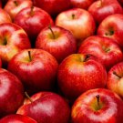 10 Mini Red Apple Fruit Seeds - Garden Fruit Seeds - Easy To Grow