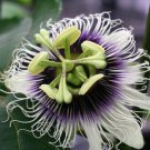 10 Golden Yellow Pasion Fruit Fruit Seeds - Garden Fruit Seeds - Easy To Grow