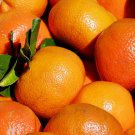 5 Imperial Mandarin Citrus Fruit Seeds - Garden Fruit Seeds - Easy To Grow