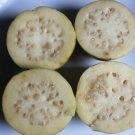 10 Fresh Seeds Indian White Guava Fruit Seeds - Garden Fruit Seeds - Easy To Grow
