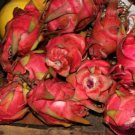 50 Fresh Seeds Red Flash Dragon Fruit Seeds - Garden Fruit Seeds - Easy To Grow