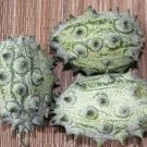 5 Fresh Seeds Kiwano Fruit Horned Cucumber Fruit Seeds - Garden Fruit Seeds - Easy To Grow