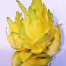50 Fresh Seeds Yellow Dragon Fruit Seeds - Garden Fruit Seeds - Easy To Grow