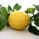 100 Seeds Passionfruit (Panama Gold) Seeds - Garden Fruit Seeds - Easy To Grow