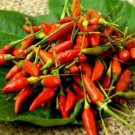 100 Seeds Chilli (Birds Eye- Red) Seeds - Garden Fruit Seeds - Easy To Grow