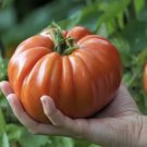 15 Seeds Tomato (German Johnson) Seeds - Garden Fruit Seeds - Easy To Grow