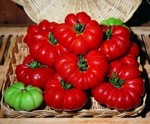 60 Seeds Tomato (Costoluto Fiorentino) Seeds - Garden Fruit Seeds ...
