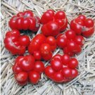 15 Seeds Tomato (Reisetomate) Seeds - Garden Fruit Seeds - Easy To Grow
