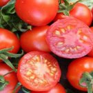 50 Seeds Tomato (Tomme Toe) Seeds - Garden Fruit Seeds - Easy To Grow