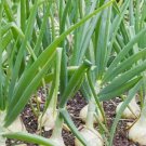 200 Seeds Vidalia Sweet Onion Seeds Easy To Grow Organic Non-Gmo