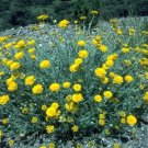 500 Seeds Yellow DESERT MARIGOLD - Baileya Multiradiata Daisy Flower