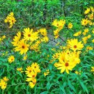 100 Seeds - SWAMP SUNFLOWER Seeds Clumping Perennial - Perennial Flower