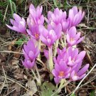 10 Seeds - AUTUMN CROCUS Colchicum - Autumnale Meadow Saffron Flower