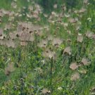10 Seeds - PRAIRIE SMOKE Geum Triflorum - Purple Prairie Avens Flower Seeds