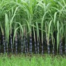 5 Seeds - Black Sugar Cane - Garden Seeds