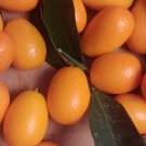 100 Seeds - Golden Orange Cumquats - Kinkan Golden Tangerine Fruits Kumquat