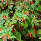 10 Seeds - CIGAR PLANT Mexican Firecracker - Cuphea Ignea Flower Seeds