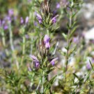 20 Seeds - MEDITERRANEAN THYME - Spiked Thymbra Spicata Savory Herb Za’atar Flower
